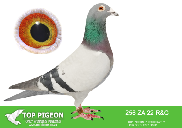 LOT 27 HOOYMANS AUCTION – ZA 22 R&G 256 -SIRE : NL 1850465-15 “OOGAPPELTJE” “OOGAPPELTJE” IS BRED DIRECTLY OUT OF GRANDSON J WITBUIK AND DAUGHTER HARRY—————- DAM: ZA 00914-15 “SILVER SHADOW” FERDIE & PIETER LUBBE SHE WON BLOEMFONTEIN 442KM FOR FERDIE LUBBE AND WERE 2ND UNION. HER SIRE IS “ALLES ACHT”(JAN HOOYMANS) ONE OF THE BEST BREEDING COCKS OF FERDIE LUBBE. “ALLES ACHT” IS THE SIRE OF 11 WINNER , 7 UNION WINNERS , 6 PTA COMBINE WINNERS WITH 2 DIFFERENT HENS. HER DAM “SUPER GIRL” (RIK COOLS) DNA CERTIFIED AND SUPER BREEDER. DAM TO 10 WINNERS , 6 UNION WINNERS , 5 COMBINE WINNERS. SEE PEDIGREE!!!!!!!