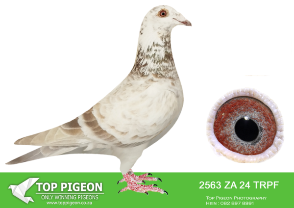 .LOT 4 WINTER AUCTION –  2563 ZA 24 TRPF -SIRE:ZA-2020-GRPF-4401 Mc Dermott Lofts Red Bred for breeding! =========DAM:ZA-2015-TRPF-6307 Mc Dermott Lofts De Cueni Clausing Hermans Grizzle This hen has flown the following positions, • 1e Club 1e Div. 3e Fed Colesburg. • 3e Club 26e Div. 119e Fed Cradock. • 4e Club 16e Div. 78e Fed Beaufort West. • 6e Club 27e Div. 108e Fed Leeu Gamka. • 16e Club 39e Div. 74e Fed Aliwal North.SEE PEDIGREE!!!