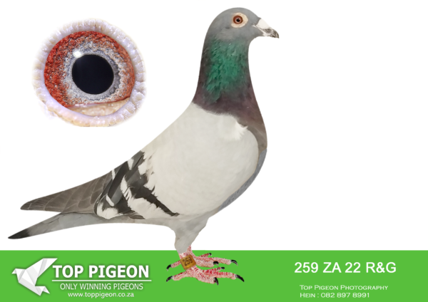 .LOT 7 HOOYMANS AUCTION – ZA 22 R&G 259 -SIRE : NL 1850465-15 “OOGAPPELTJE” “OOGAPPELTJE” IS BRED DIRECTLY OUT OF GRANDSON J WITBUIK AND DAUGHTER HARRY—————- DAM: ZA 00914-15 “SILVER SHADOW” FERDIE & PIETER LUBBE SHE WON BLOEMFONTEIN 442KM FOR FERDIE LUBBE AND WERE 2ND UNION. HER SIRE IS “ALLES ACHT”(JAN HOOYMANS) ONE OF THE BEST BREEDING COCKS OF FERDIE LUBBE. “ALLES ACHT” IS THE SIRE OF 11 WINNER , 7 UNION WINNERS , 6 PTA COMBINE WINNERS WITH 2 DIFFERENT HENS. HER DAM “SUPER GIRL” (RIK COOLS) DNA CERTIFIED AND SUPER BREEDER. DAM TO 10 WINNERS , 6 UNION WINNERS , 5 COMBINE WINNERS. SEE PEDIGREE!!!!!!!
