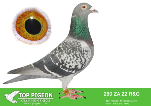 .LOT 3 WACKY WEDNESDAY – ZA 22 R&G 260 – SIRE : NL 1850465-15 “OOGAPPELTJE” “OOGAPPELTJE” IS BRED DIRECTLY OUT OF GRANDSON J WITBUIK AND DAUGHTER HARRY—————- DAM: ZA 00914-15 “SILVER SHADOW” FERDIE & PIETER LUBBE SHE WON BLOEMFONTEIN 442KM FOR FERDIE LUBBE AND WERE 2ND UNION. HER SIRE IS “ALLES ACHT”(JAN HOOYMANS) ONE OF THE BEST BREEDING COCKS OF FERDIE LUBBE. “ALLES ACHT” IS THE SIRE OF 11 WINNER , 7 UNION WINNERS , 6 PTA COMBINE WINNERS WITH 2 DIFFERENT HENS. HER DAM “SUPER GIRL” (RIK COOLS) DNA CERTIFIED AND SUPER BREEDER. DAM TO 10 WINNERS , 6 UNION WINNERS , 5 COMBINE WINNERS. SEE PEDIGREE!!!!!!!