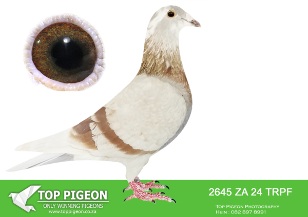 LOT 12 WINTER AUCTION -2645 ZA 24 TRPF -SIRE:ZA-2022-TRPF-3641 Mc Dermott Lofts Mealy Grandson to World Famous “410” ============DAM:ZA-2018-NDK-0506 “KLEIN KAASBOER” Mc Dermott Lofts Bont • 1st Bloem Sprint Fed 1296mpm. Proven bloodline for speed and endurance. Brother is a breeder of multiple winners. Sire to 6 individual winners. Recognized as a super breeder. Superior traits: speed, endurance and instinct. SEE PEDIGREE!!!