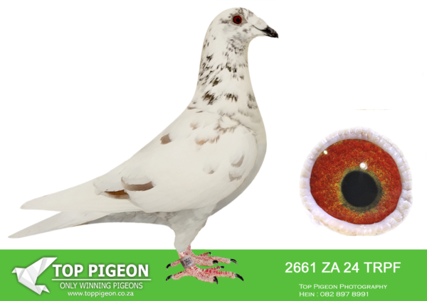 .LOT 2 WINTER AUCTION –  2661 ZA 24 TRPF -SIRE:ZA-2018-TRPF-10365 Mc Dermott Lofts Grizzle Double grandchild to the Double Ring cock. =============DAM:ZA-2020-GRPF-226 Mc Dermott Lofts Red Strain: Tom Lock Koopman Prange..SEE PEDIGREE!!!