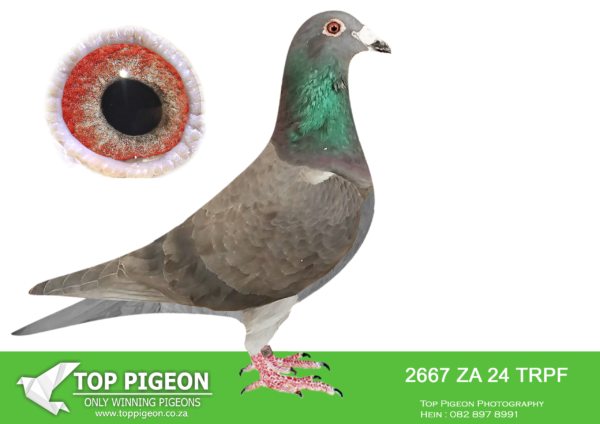 .LOT 8 WINTER AUCTION – 2667 ZA 24 TRPF -SIRE:ZA-2020-269739 Mc Dermott Lofts Blue Strain: Alfons Klaas Drapa Kaasboer. Father to: • 1st Final Saipr Summer Winner 2022. • 1st Grand Ave. Kroonstad Saipr 2022. • 3rd Hotspot 1 Saipr 275km 2022. • 2nd Grand Ave. Kroonstad Saipr 2022. • 13th Hotspot 3 Saipr 438km 2022. ===========DAM:BE-2023-01811-1056.SGUllrich, Sohn + Enkel,achieve: • 6th Nat. Champ of Germany 2022. • 6th Nat. Champ of Germany 2018. • 8th Nat. Champ of BRD Yearl. 2017. • 1st Nat. Champ Klinik Cup 2014. • 2nd Nat. Champ Klinik Cup 2013. • 5th Nat. Champ Klinik Cup 2015.SEE PEDIGREE!!!