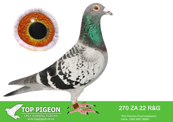 LOT 11 HOOYMANS AUCTION – ZA 22 R&G 270 -SIRE:1849765 Best of Hooymans-This sire is bed out of brother to”Harry”(See legends in pedigree-“Jonge Bliksem”/”Dirkje”/”Bliksem”/”Dolores”/”Kleine Dirk”/”Amore”/”Mister Blue”/”Dolce Vita”/”Kolonel”/”Rita”/”Wittenbuik”/”Gentle”/”Golden Lady”/”Yi Min”/”DaVinci” DAM:04626 TRPF 2014 Kaasboer(Gaston vd Wouwer)this dam flew 1st Bloemfontein/1st Smithfield /2nd Colesberg/3rd Windburg/3rd Trompsburg-This has already bed Fed winner for McDermott.SEE PEDIGREE!!!