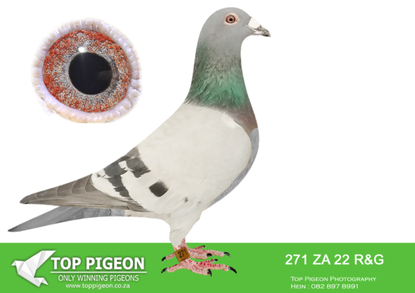 LOT 17 HOOYMANS AUCTION – ZA 22 R&G 271 -SIRE:1849765 Best of Hooymans-This sire is bed out of brother to”Harry”(See legends in pedigree-“Jonge Bliksem”/”Dirkje”/”Bliksem”/”Dolores”/”Kleine Dirk”/”Amore”/”Mister Blue”/”Dolce Vita”/”Kolonel”/”Rita”/”Wittenbuik”/”Gentle”/”Golden Lady”/”Yi Min”/”DaVinci” DAM:04626 TRPF 2014 Kaasboer(Gaston vd Wouwer)this dam flew 1st Bloemfontein/1st Smithfield /2nd Colesberg/3rd Windburg/3rd Trompsburg-This has already bed Fed winner for McDermott.SEE PEDIGREE!!!
