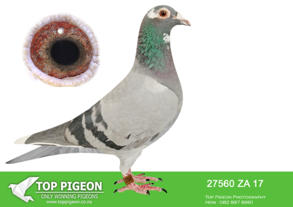 LOT 11 WINDY AUGUST AUCTION – ZA 17 27560 -Great racer and handler. Linebred to the best of the Twilight-Powell x Turbo Tom pigeons. Linebred to superbreeder hen ‘4524’————-SIRE:42413 11 ZA. Alias “‘Yster'” Strain: T wilight Powell X T urbo T Color: Blue Bar Super racer 2 x winner ! Bronze medal winner union, 2nd best long distance pigeon union and 3rd overall GRPA also 3rd best overall pigeon union midldle distance. Winner champion of champions race union, Double union winner also GRPA winner union Cradock.————DAM:10015 13 ZA .Alias “‘Jonge Marieke'” Strain: T wilight X Marieke Color: Blue Bar Superhen. T op racer over any distance especially with a lower velocity. Great breeding hen for us. She was bred from one of our best ever pairs. T ake a look at the performances of her brothers and sisters.SEE PEDIGREE!!!