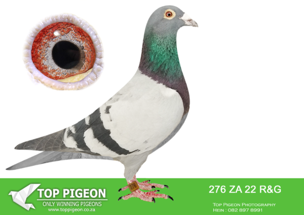 LOT 24 HOOYMANS AUCTION -ZA 22 R&G 276 – SIRE : NL 1850465-15 “OOGAPPELTJE” “OOGAPPELTJE” IS BRED DIRECTLY OUT OF GRANDSON J WITBUIK AND DAUGHTER HARRY—————- DAM: ZA 00914-15 “SILVER SHADOW” FERDIE & PIETER LUBBE SHE WON BLOEMFONTEIN 442KM FOR FERDIE LUBBE AND WERE 2ND UNION. HER SIRE IS “ALLES ACHT”(JAN HOOYMANS) ONE OF THE BEST BREEDING COCKS OF FERDIE LUBBE. “ALLES ACHT” IS THE SIRE OF 11 WINNER , 7 UNION WINNERS , 6 PTA COMBINE WINNERS WITH 2 DIFFERENT HENS. HER DAM “SUPER GIRL” (RIK COOLS) DNA CERTIFIED AND SUPER BREEDER. DAM TO 10 WINNERS , 6 UNION WINNERS , 5 COMBINE WINNERS. SEE PEDIGREE!!!!!!!