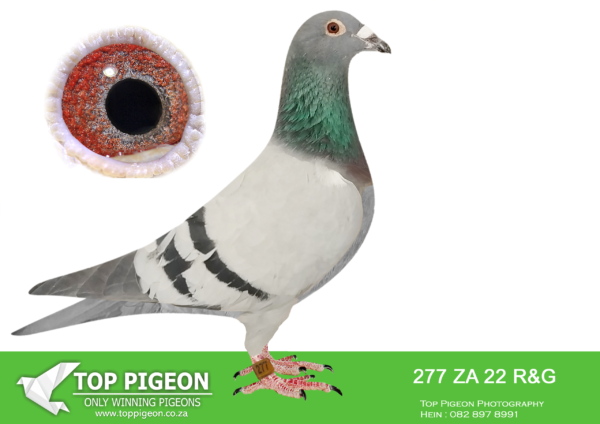 LOT 26 HOOYMANS AUCTION – ZA 22 R&G 277 – SIRE : NL 1850465-15 “OOGAPPELTJE” “OOGAPPELTJE” IS BRED DIRECTLY OUT OF GRANDSON J WITBUIK AND DAUGHTER HARRY—————- DAM: ZA 00914-15 “SILVER SHADOW” FERDIE & PIETER LUBBE SHE WON BLOEMFONTEIN 442KM FOR FERDIE LUBBE AND WERE 2ND UNION. HER SIRE IS “ALLES ACHT”(JAN HOOYMANS) ONE OF THE BEST BREEDING COCKS OF FERDIE LUBBE. “ALLES ACHT” IS THE SIRE OF 11 WINNER , 7 UNION WINNERS , 6 PTA COMBINE WINNERS WITH 2 DIFFERENT HENS. HER DAM “SUPER GIRL” (RIK COOLS) DNA CERTIFIED AND SUPER BREEDER. DAM TO 10 WINNERS , 6 UNION WINNERS , 5 COMBINE WINNERS. SEE PEDIGREE!!!!!!!