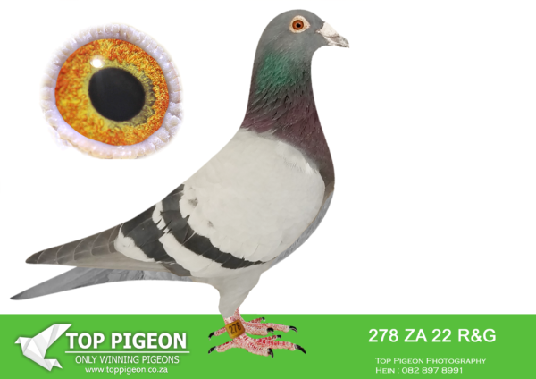 LOT 29 HOOYMANS AUCTION – ZA 22 R&G 278  -SIRE : NL 1850465-15 “OOGAPPELTJE” “OOGAPPELTJE” IS BRED DIRECTLY OUT OF GRANDSON J WITBUIK AND DAUGHTER HARRY—————- DAM: ZA 00914-15 “SILVER SHADOW” FERDIE & PIETER LUBBE SHE WON BLOEMFONTEIN 442KM FOR FERDIE LUBBE AND WERE 2ND UNION. HER SIRE IS “ALLES ACHT”(JAN HOOYMANS) ONE OF THE BEST BREEDING COCKS OF FERDIE LUBBE. “ALLES ACHT” IS THE SIRE OF 11 WINNER , 7 UNION WINNERS , 6 PTA COMBINE WINNERS WITH 2 DIFFERENT HENS. HER DAM “SUPER GIRL” (RIK COOLS) DNA CERTIFIED AND SUPER BREEDER. DAM TO 10 WINNERS , 6 UNION WINNERS , 5 COMBINE WINNERS. SEE PEDIGREE!!!!!!!