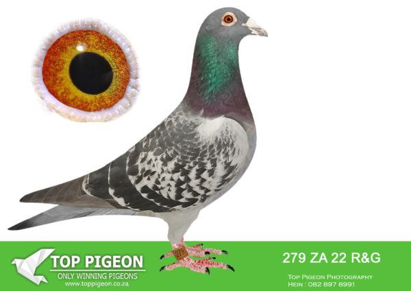 LOT 12 HOOYMANS AUCTION – ZA 22 R&G 279 -Sire : NL 1849765-15 “Tonnie” Bred directly by Jan Hooymans This is bred out of “Brother Harry” and “Hetty Blue”. This pedigree includes the following super stars. “Jonge Bliksem””Dirkje””Dolce Beauty””Betty Blue””Bliksem””Dolores””Kleine Dirk””Amore””Mister Blue””Dolce Vita””Dolce Blue””Betty” —————DAM:NL 14 1209609. JAN HOOYMANS. THIS IS BRED DIRECTLY OUT OF FULL SISTER TO “HARRY”. SEE PEDIGREE!!!
