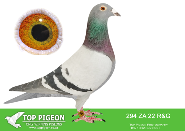 .LOT 8 HOOYMANS AUCTION – ZA 22 R&G 294 – SIRE : NL 1850465-15 “OOGAPPELTJE” “OOGAPPELTJE” IS BRED DIRECTLY OUT OF GRANDSON J WITBUIK AND DAUGHTER HARRY—————- DAM: ZA 00914-15 “SILVER SHADOW” FERDIE & PIETER LUBBE SHE WON BLOEMFONTEIN 442KM FOR FERDIE LUBBE AND WERE 2ND UNION. HER SIRE IS “ALLES ACHT”(JAN HOOYMANS) ONE OF THE BEST BREEDING COCKS OF FERDIE LUBBE. “ALLES ACHT” IS THE SIRE OF 11 WINNER , 7 UNION WINNERS , 6 PTA COMBINE WINNERS WITH 2 DIFFERENT HENS. HER DAM “SUPER GIRL” (RIK COOLS) DNA CERTIFIED AND SUPER BREEDER. DAM TO 10 WINNERS , 6 UNION WINNERS , 5 COMBINE WINNERS. SEE PEDIGREE!!!!!!!