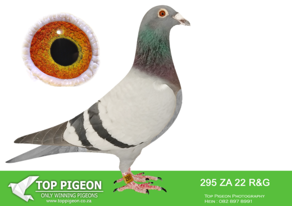 LOT 13 HOOYMANS AUCTION – ZA 22 R&G 295 -SIRE : NL 1850465-15 “OOGAPPELTJE” “OOGAPPELTJE” IS BRED DIRECTLY OUT OF GRANDSON J WITBUIK AND DAUGHTER HARRY—————- DAM: ZA 00914-15 “SILVER SHADOW” FERDIE & PIETER LUBBE SHE WON BLOEMFONTEIN 442KM FOR FERDIE LUBBE AND WERE 2ND UNION. HER SIRE IS “ALLES ACHT”(JAN HOOYMANS) ONE OF THE BEST BREEDING COCKS OF FERDIE LUBBE. “ALLES ACHT” IS THE SIRE OF 11 WINNER , 7 UNION WINNERS , 6 PTA COMBINE WINNERS WITH 2 DIFFERENT HENS. HER DAM “SUPER GIRL” (RIK COOLS) DNA CERTIFIED AND SUPER BREEDER. DAM TO 10 WINNERS , 6 UNION WINNERS , 5 COMBINE WINNERS. SEE PEDIGREE!!!!!!!