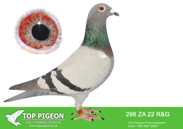 LOT 21 HOOYMANS AUCTION -ZA 22 R&G 298 – SIRE : NL 1850465-15 “OOGAPPELTJE” “OOGAPPELTJE” IS BRED DIRECTLY OUT OF GRANDSON J WITBUIK AND DAUGHTER HARRY—————- DAM: ZA 00914-15 “SILVER SHADOW” FERDIE & PIETER LUBBE SHE WON BLOEMFONTEIN 442KM FOR FERDIE LUBBE AND WERE 2ND UNION. HER SIRE IS “ALLES ACHT”(JAN HOOYMANS) ONE OF THE BEST BREEDING COCKS OF FERDIE LUBBE. “ALLES ACHT” IS THE SIRE OF 11 WINNER , 7 UNION WINNERS , 6 PTA COMBINE WINNERS WITH 2 DIFFERENT HENS. HER DAM “SUPER GIRL” (RIK COOLS) DNA CERTIFIED AND SUPER BREEDER. DAM TO 10 WINNERS , 6 UNION WINNERS , 5 COMBINE WINNERS. SEE PEDIGREE!!!!!!!