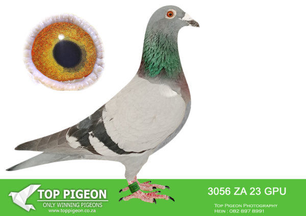 .LOT 7 DANIE SCHOLTZ / JACO FAUL -3056 ZA 23 GPU -SIRE: 6734 ZA 21 NKHPT .Alias “STILNOX DU PLESSIS” Strain: 810 SABLON COLLECTION Color: Blue Bar Full Brother to DREAM bred from JIMMY’S BOY x HETTIES GOLD. DREAM bred LINDIE BPF/D 0694 ’18 Equal final winner Sonskyn OLR 2019, 663km vel. 1186, 50th Ace Pigeon. DREAM bred ZA HPT 3523 ’19 CARLADA, equal winner hotspot 3, Victoria Falls World Challenge Pigeon Race 2020, winning $4000. DREAM bred ZA NKHP 5655 ’20 VICTORIA, winner of Ninth Race Penultimate at Diaz One Loft 2021, 197km, vel. 1455 m/min.————–DAM: 956 ZA 21 KPFD . Alias “GREAN EYE GREATNESS” Strain: Jaco Faul GREAN EYE LADY PENCIL SOMETHING SPECIAL.SEE PEDIGREE!!