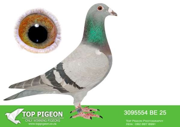 .LOT 3 VELGHE PIGEONS – BE 25 3095554 -SIRE:ZA CRU-21-1101 M. FULL BROTHER OF TURBO KITTEL: 1.NAT ACE Pigeon OVERALL in South Africa 2021. SIRE AND DAM SOLD FOR R580 000.00 ON TOPPIGEON————DAM:ZA 21 ABL 520 HEN -SOLD FOR R75 000.00 ON TOPPIGEON. SISTER BRED 6X SANPO GOLD MEDAL . FULL SISTER TO ZA 20 ABL 167 (SOLD FOR R338 000.00) /ZA 20 ABL 168 (SOLD FOR R242 000.00 / ZA 21 ABL 518 (SOLD FOR R279 000.00)/ ZA 21 ABL 519 (SOLD FOR R101 500.00). SEE PEDIGREE!!!