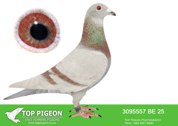 .LOT 1 VELGHE PIGEONS – BE 25 3095557 -AMAZING BREEDING BLOOD TURBO TOM X  4.ACE AFRIKAPRO 2024 (FULL SISTER FLASH WON TOP RESULTS ALSO IN AFRIKAPRO 2024)————SIRE:ZA CRU-23-239 M MEAL DU PREEZ – DEETLEFS AMAZING BREEDING COMBINATION FATHER TURBO TOM X SISTER OF MOTHER TURBO TOM!!!!BOTH PARENTS ARE THE BEST BREEDING BLOOD AT DU PREEZ – DETLEEFS——–DAM:J&B-23-499 V. AFRIKAPRO 4TH ACE , 13TH FINAL AFRIKAPRO , 8TH RACE 8 AFRIKAPRO. SIRE SOLD FOR R70 500.00 ON TOPPIGEON. DAM SOLD FOR  R178 000.00 ON TOPPIGEON.SEE PEDIGREE!!!