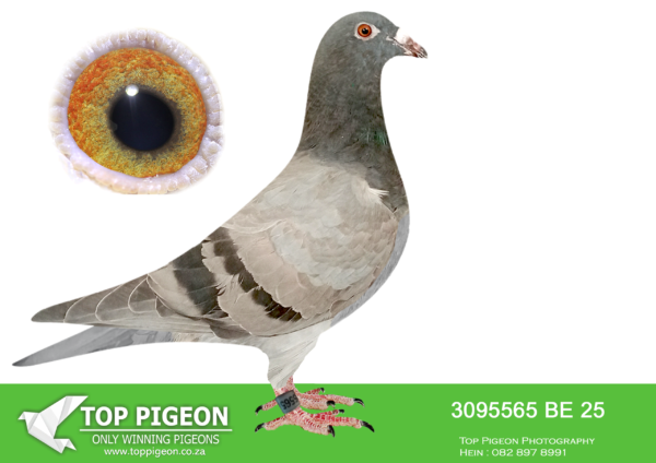 .LOT 4 VELGHE PIGEONS – BE 25 3095565 -PERFECT COMBINATION OF 3X FIRST PRIZE WINNER SON OF TURBO KITTEL X INBRED DAUGHTER BLIZZARD.————–SIRE:ZA PWDU-21-2684 M. SON TURBO KITTEL DU PREEZ – DEETLEFS BB. TOP SON TURBO KITTEL 3X 1. PRIZE WINNER SCORED 5X IN 2022 AND 8X IN 2023 WINNING 1./3./5./8. 9./23./27./35./42.——–DAM:BE 24-4185011 V MISS BLIZZARD Beyl Van den Bulck. Blue Wtf. EXCTREME INBRED BLIZZARD KING KITTEL.BLIZZARD KK x Sister BLIZZARD KK.DIRECT DAUGHTER BLIZZARD KING KITTEL.SEE PEDIGREE!!!