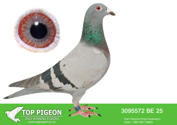 .LOT 6 VELGHE PIGEONS – BE 25 3095572 -AMAZING BREEDING BLOOD TURBO TOM X  4.ACE AFRIKAPRO 2024 (FULL SISTER FLASH WON TOP RESULTS ALSO IN AFRIKAPRO 2024)————SIRE:ZA CRU-23-239 M MEAL DU PREEZ – DEETLEFS AMAZING BREEDING COMBINATION FATHER TURBO TOM X SISTER OF MOTHER TURBO TOM!!!!BOTH PARENTS ARE THE BEST BREEDING BLOOD AT DU PREEZ – DETLEEFS——–DAM:J&B-23-499 V. AFRIKAPRO 4TH ACE , 13TH FINAL AFRIKAPRO , 8TH RACE 8 AFRIKAPRO. SIRE SOLD FOR R70 500.00 ON TOPPIGEON. DAM SOLD FOR  R178 000.00 ON TOPPIGEON.SEE PEDIGREE!!!