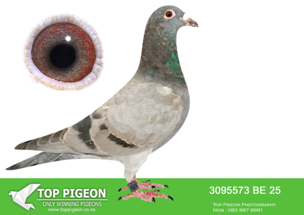 .LOT 8 VELGHE PIGEONS – BE 25 3095573 -PERFECT COMBINATION OF 3X FIRST PRIZE WINNER SON OF TURBO KITTEL X INBRED DAUGHTER BLIZZARD.————–SIRE:ZA PWDU-21-2684 M. SON TURBO KITTEL DU PREEZ – DEETLEFS BB. TOP SON TURBO KITTEL 3X 1. PRIZE WINNER SCORED 5X IN 2022 AND 8X IN 2023 WINNING 1./3./5./8. 9./23./27./35./42.——–DAM:BE 24-4185011 V MISS BLIZZARD Beyl Van den Bulck. Blue Wtf. EXCTREME INBRED BLIZZARD KING KITTEL.BLIZZARD KK x Sister BLIZZARD KK.DIRECT DAUGHTER BLIZZARD KING KITTEL.SEE PEDIGREE!!!