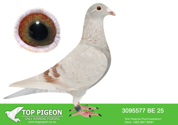 .LOT 5 VELGHE PIGEONS – BE 25 3095577 -INBRED BLIZZARD, INBRED 006,TOP LINES VAN DEN BULCK————–SIRE:BE 24-3007678 VELGHE PIGEONS Van den Bulck Dirk. INBRED KITTEL- INBRED BLIZZARD -SAGAN. ————DAM:BE 24-3099870 VELGHE PIGEONS VAn den Bulck Dirk. INBRED OLYMPIC KITTEL 006 , KITAN , LIBERAAL , MIRACLE , BROER GOEDE RODE.SEE PEDIGREE!!!