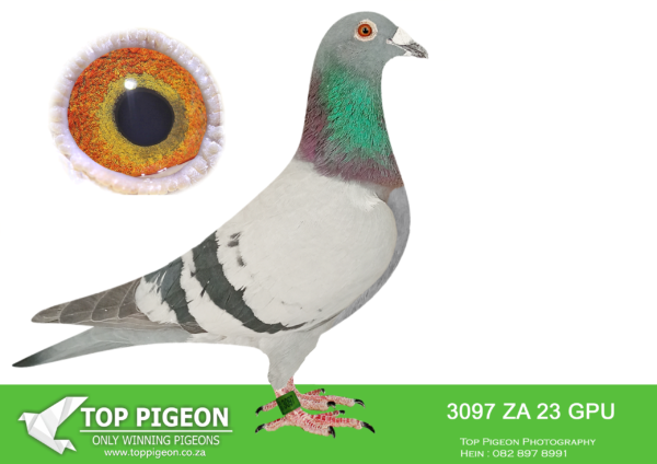 LOT 17 DANIE SCHOLTZ / JACO FAUL -3097 ZA 23 GPU -SIRE:2602 ZA 19 VPU/D. Alias “BORSBEEN” Strain: Jaco Faul Color: Blue Bar SUPER BREEDER CHILDREN AND G CHILDREN BREEDING WINNERS.———–DAM: 992 ZA 21 BPF. Alias “STORM CHASER” Strain: JJJ vd Linde & DJ Scholtz Color: Blue Bar 1st Winner by 4 minutes Dinokeng OLR Final 2022, only two birds on the drop!!! Full sister to JJJ’s STORM leading 1st ACE Bird Dinokeng OLR up to the final 2021, G/dam TRUE MAGIC full sister DREAM, dam of Sonskyn OLR Equal Final Winner LINDIE, two birds on the drop 37 minutes break 2019. LINDIE dam to MISS NAVIGATOR bakkie winner Dinokeng OLR 2021. G/Sire ROCKY sire of PILOT EYE 4th Ace Bird Dinokeng 8th Barcelona 2020, PILOT EYE sire of bakkie winner Dinokeng.SEE PEDIGREE!!!