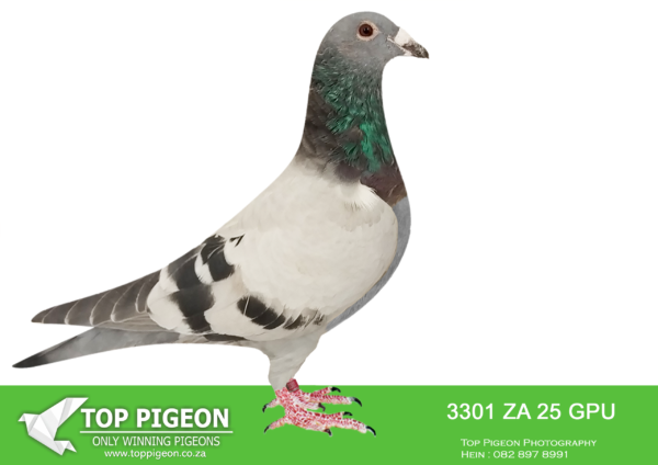 .LOT 2 SAIPR BREEDING STATION – ZA 25 GPU 3301 -SIRE:ZA 24 BOTHA 600 M.SIRE AND DAM ARE FULL BROTHER AND SISTER TO 8 X SANPO MEDAL WINNER “TURBO KITTEL”. “TURBO KITTEL” SIRE AND DAM WERE SOLD ON TOPPIGEON FOR R580 000.00———–DAM:IHU S-24-099973 F “SUPER SPRINT 73” ANDY QUIRKE BLUE PIED.STUNNING BLUE PIED HEN WITH A POTENT MIX OF HARDCORE KITTEL SPRINT BLOOD.SEE PEDIGREE!!!!