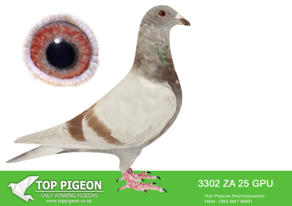 .LOT 2 SAIPR BREEDING STATION – ZA 25 GPU 3302 -SIRE:ZA 24 BOTHA 600 M.SIRE AND DAM ARE FULL BROTHER AND SISTER TO 8 X SANPO MEDAL WINNER “TURBO KITTEL”. “TURBO KITTEL”  SIRE AND DAM WERE SOLD ON TOPPIGEON FOR R580 000.00———–DAM:IHU S-24-099973 F “SUPER SPRINT 73” ANDY QUIRKE BLUE PIED.STUNNING BLUE PIED HEN WITH A POTENT MIX OF HARDCORE SPRINT BLOOD.SEE PEDIGREE!!!!