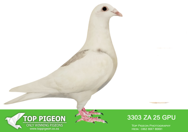 .LOT 5 SAIPR BREEDING STATION – ZA 25 GPU 3303 -SIRE:341 ZA 23 VREDE M.GRAND DAM IS Strain: Dirk Van Den Bulck Color: Blue Bar Pied Half brother to sister mating back to “BANKSY”, Kittel bred to his own mother, OLYMPIC ROSITA.———-DAM:IHU S-24-099908 F.”SUPER SPRINT 8″ ANDY QUIRKE BLUE PIED STUNNING BLUE PIED HEN WITH A POPTENT MIX OF HARDCORE SPRING BLOOD.SEE PEDIGREE!!!
