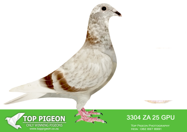 .LOT 3 SAIPR BREEDING STATION – ZA 25 GPU 3304 -SIRE:341 ZA 23 VREDE M.GRAND DAM IS Strain: Dirk Van Den Bulck Color: Blue Bar Pied Half brother to sister mating back to “BANKSY”, Kittel bred to his own mother, OLYMPIC ROSITA.———-DAM:IHU S-24-099908 F.”SUPER SPRINT 8″ ANDY QUIRKE BLUE PIED STUNNING BLUE PIED HEN WITH A POPTENT MIX OF HARDCORE SPRING BLOOD.SEE PEDIGREE!!!