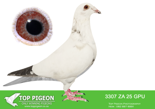 .LOT 8 SAIPR BREEDING STATION – ZA 25 GPU 3307 -SIRE: 6030314 BE 15. TEAM FLOREA SORIN. THIS COCK IS BRED OUT OF Alias “”Br GEERINCKXHEN”” Strain: L.B.J. GEERINCKX Color: Donkerkrasbont Full brother to “GEERINCKXHEN” dam to 1e Nat.zone Poitiers 2.538 birds 1e NAT. BOURGES 2010 17.061 Birds 1e Nat.zone Poitiers 2.538 b. 8E Prov. Chateauroux 20e NAT. Argenton 22.384 birds 46e NATZ. Bourges. AND Alias “”Sister New Freddy”” Strain: PIERRE MATTHIJS Color: BLAUW Sister to amazing NEW FREDDY 1. Nat. acebird great MD KBDB 2010 4x 1. PRIZE INCL., 2X 1. PROVINCIAL One of the worlds best current breeders————-DAM: NL 17 1743912. “WHITE ALADIN” . 100% LUDO CLAASEN / PIETER VEENSTRA. SHE IS A GRAND DAUGHTER OF “ROYAL PRINCE”. SEE PEDIGREE!!!!