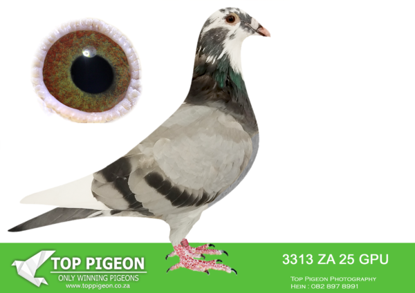LOT 11 SAIPR BREEDING STATION  ZA 25 GPU 3313 -THIS IS BRED FROM A BROTHER AND SISTER MATING.—————SIRE:GB-24-V53212 M.Alias: “Billy Blizzard” Strain: Pierre Beyl Bred for stock, especially fo r Excelsior Acutions. SIRE AND DAM ARE GRANDCHILDREN TO WORLD FAMOUS “BLIZZARD KING KITTEL”.——–DAM:GB-24-V53200 F.NAME: Bulcky Blizzard FAMILY: Pierre Beyl COLOR: Grizzle Bred for stock, especially for Excelsior auctions. SIRE AND DAM ARE GRANDCHILDREN TO WORLD FAMOUS “BLIZZARD KING KITTEL”.SEE PEDIGREE!!!!