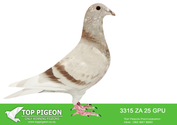 .LOT 1 SAIPR BREEDING STATION – ZA 25 GPU 3315 – SIRE:ZA 22 NRHU 3031 . SIRE IS BRED FROM A DIRECT SON TO BEST KITTEL. DAM IS “THE 65K HEN” SUPER RACER NRHU.——-DAM:IHUS 24 099964 “SUPER SPRINT 04”. STUNNING BLUE PIED HEN WITH A POTENT MIX OF HARDCORE SPRINT BLOOD.SUPER DIRK VAN DEN BULCK GENETICS.SEE PEDIGREE!!!