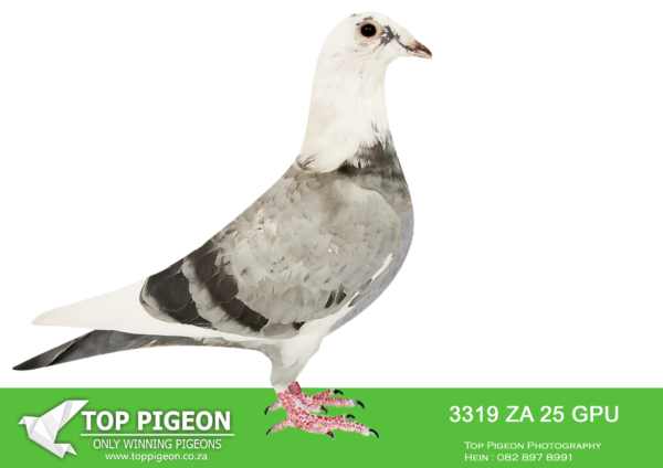 .LOT 3 SAIPR BREEDING STATION – ZA 25 GPU 3319 -SIRE:IHU S-24-099907 M.KITTEL/BEST KITTEL. “SUPER SPRINT 7” ANDY QUIRKE BLUE PIED.STUNNING BLUE PIED HEN WITH A POTENT MIX OF HARDCORE SPRINT BLOOD.———-DAM:IHU S-24-099925 F. KITTEL/BEST KITTEL.SUPER SPRINT 25 ANDY QUIRKE BLUE PIED.STUNNING BLUE PIED HEN WITH A POTENT MIX OF HARDCORE SPRINT BLOOD.SEE PEDIGREE!!!