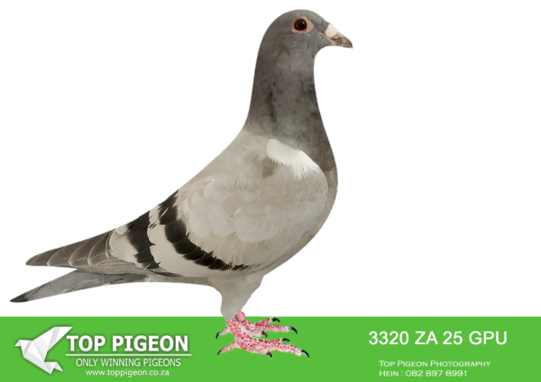 .LOT 5 SAIPR BREEDING STATION – ZA 25 GPU 3320 -SIRE:IHU S-24-099935 M. KITTEL/BEST KITTEL.SUPER SPRINT 35 ANDY QUIRKE BLUE PIED STUNNING BLUE PIED HEN WITH A POTENT MIX OF HARDCORE SPRINT BLOOD.————DAM:314 ZA BOTHA 24 F. Full brother and sister mating of Turbo Kittel’ of Du Preez & Deetlefs. Turbo Kittel was the best pigeon in South Africa. 8x SANPO Medal winner. 6xGold , 1x Silver and 1xBronze. 5x Winner. Best bird union. Best yearling union. Best Middle distance Bird Union.SEE PEDIGREE!!!