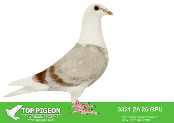 .LOT 1 SAIPR BREEDING STATION – ZA 25 GPU 3321 -SIRE:ZA 24 GJT 70 M. GRANDSIRE IS Alias “Vettel Double Kittel .  Strain: Kittel Color: Blue Bar Pied. Vettel is a Double Inbred Kittel,.————DAM:UK GB-24-X22096 F. INBRED ROSITA BK 96 EXCELSIOR PIGEON CHQ PIED.SEE PEDIGREE!!!