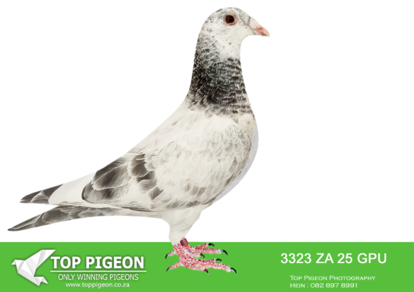 .LOT 1 SAIPR BREEDING STATION – ZA 25 GPU 3323 –THIS IS BRED FROM A BROTHER AND SISTER MATING.—————SIRE:GB-24-V53212 M.Alias: “Billy Blizzard” Strain: Pierre Beyl Bred for stock, especially fo r Excelsior Acutions. SIRE AND DAM ARE GRANDCHILDREN TO WORLD FAMOUS “BLIZZARD KING KITTEL”.——–DAM:GB-24-V53200 F.NAME: Bulcky Blizzard FAMILY: Pierre Beyl COLOR: Grizzle Bred for stock, especially for Excelsior auctions. SIRE AND DAM ARE GRANDCHILDREN TO WORLD FAMOUS “BLIZZARD KING KITTEL”.SEE PEDIGREE!!!!