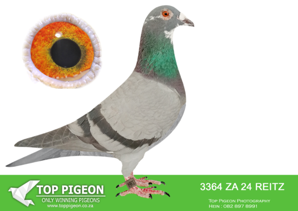 LOT 12 WINDY AUGUST AUCTION – ZA 24 REITZ 3364 -INBRED BEST KITTEL OUT OF THE BEST PEDIGREE OF BREEDERS IN SOUTH AFRICA.————SIRE:0113 NOVP 22.LUCIAN Colour: BB INBRED BEST KITTEL INBRED DOUBLE G/CHILD BEST KITTEL.SUPER YOUNG COCK THAT WILL BE A STAR !! DNA CERTIFIED.FATHER TO 2 X WINNER FIRST YEAR.————–DAM:0241 NOVP 22 COCO CHANEL Colour: BBP INBRED BEST KITTEL SUPER INBRED BEST KITTEL.THIS HEN WILL BECOME A CHAMPION BASIC BREEDER.MOTHER TO 4 X WINNER FIRST YEAR.SEE PEDIGREE!!!