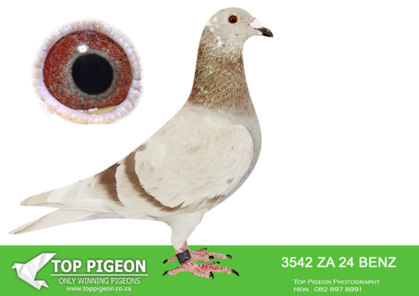 LOT 11 PIGEON PALACE – ZA 24 BENZ 3542 -Top Kittel cock and a grandson to ‘Kitty Gold Dust’ double granddaughter to the best sister in the world of ‘Kittel’ 1st National Ace KBDB. Also grandson to ‘Double Combine’ sire to ‘Julia’ winner Afrika Pro final 22 600km in the heat. His dam is a halfsister to SANPO Gold medal winner 2019 allround 2000+pigeons.————–SIRE:KGL-24-352 C ‘Golden Kittel’ Pigeon Palace.Halfbrother on sire side to ‘Julia’ Afrika Pro final race winner also 1/2 br to 26th & 57th final ’23 & 77th Final 24 on the day. only a few birds back as well as winner of race 5 and equal winner race 2. Halfbrother on dam side to first SA bird Pattaya final 24. Bred by Pigeon. Palace winners Afrika Pro final ’22 also 6th Black Jacket, 3rd & 8th Black Jacket ’23, 6th & 16th Black Jacket 24 leaders. in races 1,2,3,5,6,7 8,9 a record.———–DAM:PWDU-20-2534 H ‘Derby Indian Horse’ Pigeon Palace.Half sister SANPO gold medal winner 2019 allround 2000 plus pigeons. Top racer on Union and combine level also. Derby winner 640 km. Sister to ‘Indian Horse’ super racer Combine level & 24011/17 excellent racer and the dam to 6th Blue Jacket Afrika pro and 9th final in 2022. Bred from a click pair.SEE PEDIGREE!!!