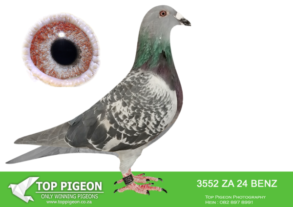 .LOT 5 PIGEON PALACE – ZA 24 BENZ 3552 -BROTHER SOLD FOR R28 000.00—The best from Willem de Bruijn ‘King Malie 2nd ACE x ‘Diva von Hurricane’ daughter World breeder Willem de Bruijn “Olympic Hurricane’. These birds are in high demand all over Europe and China at the moment.—————-SIRE: DV 414 20 02884 “KING HURRICANE” WILLEM DE BRUIJN- WORLD CLASS BREEDER- GRANDSON TO WORLD FAMOUS “ OLYMPIC HURRICANE”——DAM: BELG 20 6243141 “NEW KIM 141” GASTON VD WOUWER- BRED FROM FULL BROTHER OF “NEW KIM” MOST EXPENSIVE PIGEON SOLD IN THE WORLD- SEE PEDIGREE!!!!