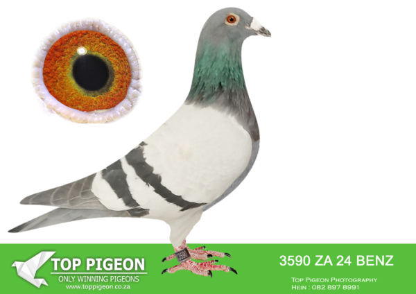 .LOT 2 PIGEON PALACE – ZA 24 BENZ 3590 -Bred from a top pair. Grandson foundation Bosua cock ‘Lot 7’. Sire & grandsire to Fed & union winners as well as 3 (three) Gauteng combine winners.——–SIRE:ZA-18-82405 C ‘Twilight Pearl’ Pigeon Palace Pencil Top racer bred from a click pair. Sire to winners also a Gauteng Combine winner & union winner. Linebred to the dam of ‘Golden TT’ and our foundation hen 058/05.————DAM:GRPF-20-107 H LOT 7/”57″.Stock Hen 2021. Super breeder of 3 federation winners and one Gauteng combine winner. Bred from the best Bosual cock in the country ‘Lot 7’ inbred Autokoppel, best of Holland.SEE PEDIGREE!!!