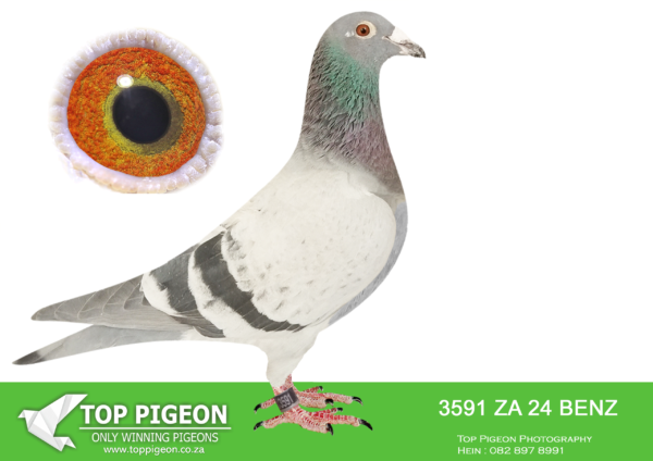 .LOT 6 PIGEON PALACE – ZA 24 BENZ 3591 -Bred from a top pair. Grandson foundation Bosua cock ‘Lot 7’. Sire & grandsire to Fed & union winners as well as 3 (three) Gauteng combine winners.——–SIRE:ZA-18-82405 C ‘Twilight Pearl’ Pigeon Palace Pencil Top racer bred from a click pair. Sire to winners also a Gauteng Combine winner & union winner. Linebred to the dam of ‘Golden TT’ and our foundation hen 058/05.————DAM:GRPF-20-107 H LOT 7/”57″.Stock Hen 2021. Super breeder of 3 federation winners and one Gauteng combine winner. Bred from the best Bosual cock in the country ‘Lot 7’ inbred Autokoppel, best of Holland.SEE PEDIGREE!!!