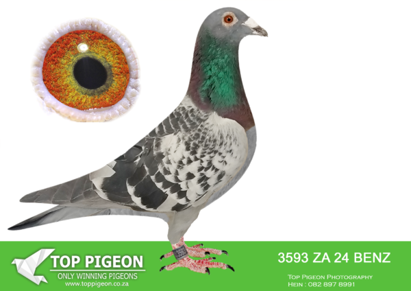 LOT 21 PIGEON PALACE – ZA 24 BENZ 3593 -Excellent youngster bred from two top stock birds. Sire bred semi National winner in Belgium also a 3 x union winner in GPU. Dam halfsister SANPO Gold medal winner ‘Mr Medals’.————–SIRE:BELG-14-6264044 C ’44 Roodhooft’ Andre Roodhooft.Top stock cock in Belgium. Bought for 10000 euros! Sire to a 3x GPU winner for Kevin Kitchenbrand.————–DAM:ZA-18-82428 H.Halfsister 4208/19 the dam of ‘Zarina’ SANPO Gold medal winner ’22 allround. Bred from number one Kannibaal cock mated to his dam who is the foundation of Die Huysers loft. Dam to winners.SEE PEDIGREE!!!