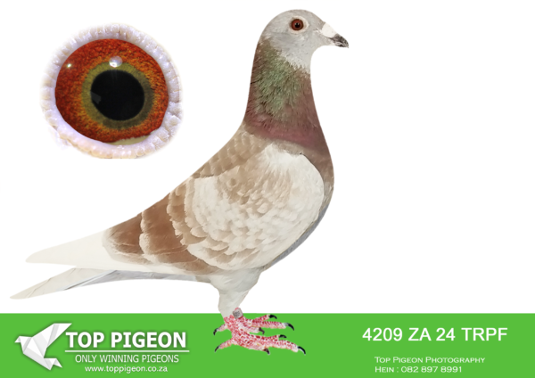 LOT 16 WINTER AUCTION -4209 ZA 24 TRPF –SIRE:ZA-2024-ABL-1413 Alwyn Bester Red Best genetics from “Best Kittel” and “Kittel” **”Angelina”** Golden Breeder!!! Full sister to “Kittel” and “Gold Dust” One of the best breeding sisters in the world. 3 generations offspring to “Angelina” won: • 1. Nat. Ace Young 2021 “De Allerbeste” • 3. Nat. Ace Middle Dist. 2017 “De Allerbeste”———–DAM:ZA-2015-TRPF-5510 “DAUGHTER GPU HEN” Mc Dermott Lofts Blue **”The GPU Hen”** • 5x Winner plus Federation winner. • Gold Medal SANPO Middle Dist. 2016. • Silver Medal SANPO Overall 2016. • 1st Ace Overall Gauteng Combine 2016. • 1st Ace Bird Overall T.R.P.F 2016. • 1st Ace Overall Middle Dist. Combine 2016.SEE PEDIGREE!!!