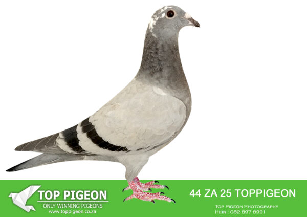 LOT 22 BENEKE LOFTS -ZA 25 TOPPIGEON 44 – SIRE:12009 ZA 21. JJJ GANUS. BRED FROM “JACQUELINE” 27th 2019 SAMDPR Final! 54th 2019 SAMDPR HSCR 1! 59th 2019 SAMDPR HSCR 2! Full sister of (1) JADZIA (7th SAMDPR Final); (2) DALEEN 31st 2017 SAMDPR 3rd OVERALL ACE PIGEON SAMDPR 2017, 4th Prize KNOCKOUT SAMDPR 2017 Final.————DAM:BE 21 4202825. BEST KITTEL. DIRECT DAUGHTER TO “JUNIOR”.JUNIOR WAS THE 1ST SON OF BEST KITTEL EVER RACED AND WON 5 X 1ST 2. National Ace Pigeon Sprint Yl KBDB 2018 4. Belgian Olympic Pigeon Cat A – Poznan 2019.SEE PEDIGREE!!!!