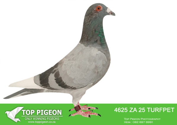 .LOT 5 DANIE SCHOLTZ / JACO FAUL -4625 ZA 25 TURFPET -Brother x Sister mating bred from Super Kittel Genetics!!—————SIRE: 9282 ZA 24 GPU .Alias “710 CHANTEL” Strain: J Faul & DJ Scholtz Color: Blue Bar Pied Bred for stock. Sire, DANIE’s SUPER V DEN BULCK, full brother to ZA ABL 167 ’21 for DU PREEZ & DEETLEFS that bred 8 X SANPO medal winner, 6 GOLD, 1 SILWER AND 1 BRONZE – TURBO KITTEL, World Allround Best Bird 2021. Dam, CHANTEL bred by Marcel Sangers. Double granddaughter from BROTHER GOEDE RODE, OLYMPIC ROSITA, ————DAM: 9300 ZA 24 GPU.Alias “SISTER 710 CHANTEL” Strain: J Faul & DJ Scholtz Color: Black White Flt Bred for stock. Sire, DANIE’s SUPER V DEN BULCK, full brother to ZA ABL 167 ’21 for DU PREEZ & DEETLEFS that bred 8 X SANPO medal winner, 6 GOLD, 1 SILWER AND 1 BRONZE – TURBO KITTEL, World Allround Best Bird 2021. Dam, CHANTEL bred by Marcel Sangers.  Double granddaughter from BROTHER GOEDE RODE, OLYMPIC ROSITA,.SEE PEDIGREE!!!!