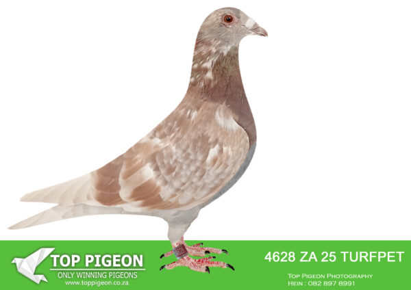 LOT 18 DANIE SCHOLTZ / JACO FAUL -4628 ZA 25 TURFPET -SIRE:1161 ZA 23 ABL.Alias “DANIE’s RED VD BULCK” Strain: DIRK Van Den BULCK Color: Red Check FATHER IS GRAND FATHER TO WORLD BEST ALLROUND BIRD 2021 “TURBO KITTEL”.—————DAM:1480 ZA 24 ABL. FULL SISTERS 167 , 168,518 WERE SOLD FOR R338 000.00 , R242 000.00 , R279 000.00. Alias “1480” Strain: Alwyn Bester Color: Red Check Full sister to TURBO KITTEL’s dam. SIRE: 63384 GB 18 V. Alias 63384.  Grandfather to ZA PWDU 9849 2020, WORLD ALLROUND BEST BIRD 2021, who is also the 6 x SANPO Gold Medal winner 2021. Also grandfather to ZA PWDU 9060 2020 ,second best Middle distance pigeon PWDU. DAM: 1418637 NLD 19. Grandmother to ZA PWDU 9849 2020, WORLD ALLROUND BEST BIRD 2021, who also is the 6 x SANPO GOLD MEDAL Winner 2021.SEE PEDIGREE!!!