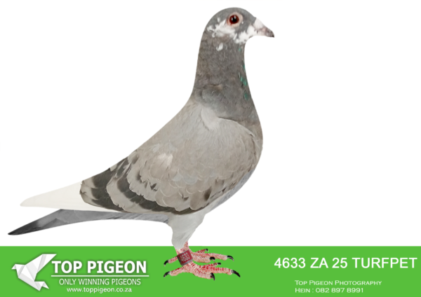 LOT 20 DANIE SCHOLTZ / JACO FAUL -4633 ZA 25 TURFPET -Bred from Super Kittel Genetics!!————-SIRE:73642172 21 DV.Alias “CHILD RED KITTEL” Strain: DIRK Van Den BULCK Color: BLUE CHECK WF GRAND CHILD KITTEL. Bred by Irmer & Sohn. Sire to ZA GPU 2989 ’23 DTR CHILD RED KITTEL, 2nd ACE BIRD Dinokeng OLR 2024. ————DAM:8235302 NLD 22.Alias “DOUBLE GOLD DUST III” Strain: DIRK Van Den BULCK Color: B BAR PIED HALF BROTHER HALF SISTER GOLD DUST BEST BREEDING SISTER KITTEL IN THE WORLD.SEE PEDIGREE!!!!