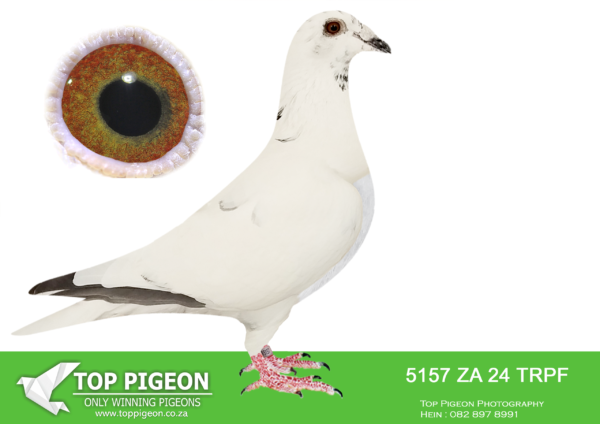 .LOT 6 WINTER AUCTION –  5157 ZA 24 TRPF -SIRE:ZA-2018-TRPF-10365 Mc Dermott Lofts Grizzle Double grandchild to the Double Ring cock. ===========DAM:ZA-2021-ABL-538 “MONSTER” Alwyn Bester Blue Bred from the “Golden Carelly” genetics.SEE PEDIGREE!!!