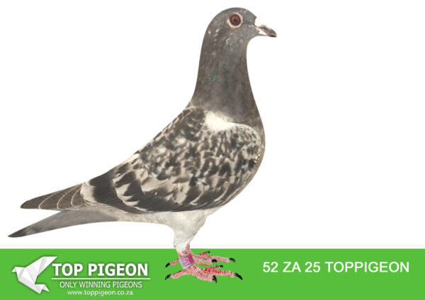 .LOT 3 SASSY WEDNESDAY – ZA 25 TOPPIGEON 52 – SIRE:8748 ZA GPU 22. BENEKE LOFTS. 5TH HOTSPOT ACE SAIPR WINTER 2023.SAME BRED AS 3RD ACE PIGEON DINOKENG , 8TH ACE PIGEON CAPETOWN IOLR. ————–DAM: 9172 ZA GPU 23 BUSHWILLOW CH Beneke Lofts HALF SIBLING TO 7TH FINAL AFRIKAPRO 2023. 16TH ACE PIGEON DINOKENG OLR 2024. PART OF TEAM OF TEAM COMPETITION WINNERS. 15TH RACE 6 DINOKENG OLR 2024.SEE PEDIGREE!!!