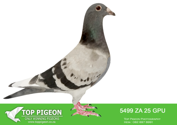 .LOT 4 SAIPR BREEDING STATION – ZA 25 GPU 5499 -SIRE:NO RING KITTEL. KITTEL. SIRE AND DAM IS BRED FROM SUPER KITTEL GENETICS OF ALWYN BESTER.———DAM:IHU S-24-099998 F.”SUPER SPRINT 98″ ANDY QUIRKE BLUE PIED.STUNNING BLUE PIED HEN WITH A POTENT MIX OF HARDCORE SPRINT BLOOD.SEE PEDIGREE!!!
